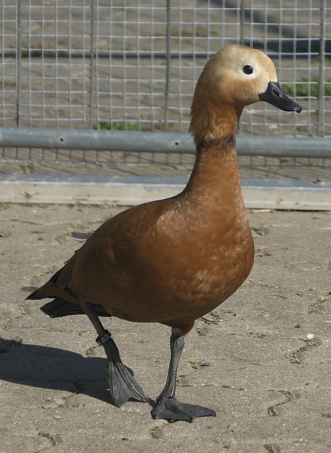 具体来说